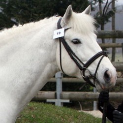 Réservation IAC Irish Dew...