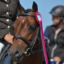 copy of Dose France Anydale...