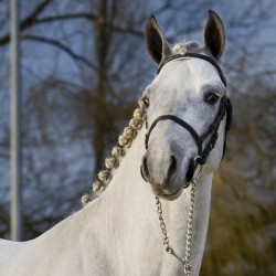 Réservation IAC Romeo van...