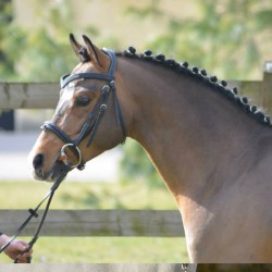 Dose France Very Star Kerveyer