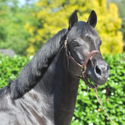 Rachat de doses Cyklon...