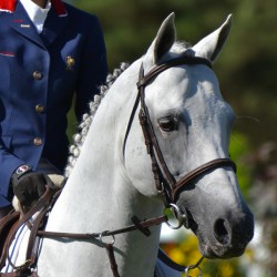 Carte de saillie Jimmerdor...