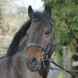 Carte de saillie Kantje's...