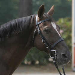 Carte de saillie Linaro SL