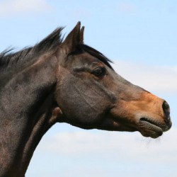 Rachat de doses Mac Geyver SL