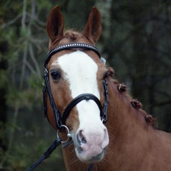 Rachat de doses Top Nonstop SL