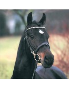 Welcome Sympatico SL